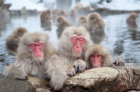Snow Monkeys Betsson