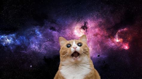 Space Cat Betfair