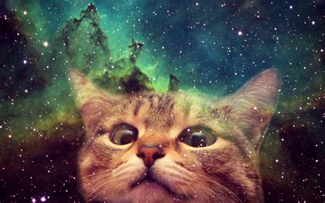 Space Cat Novibet