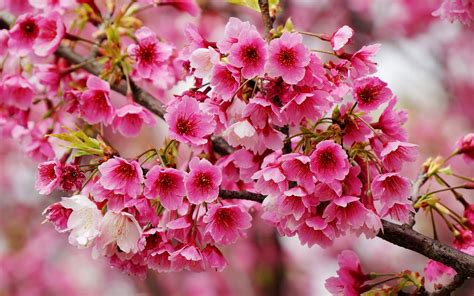 Spring Blossom Betway