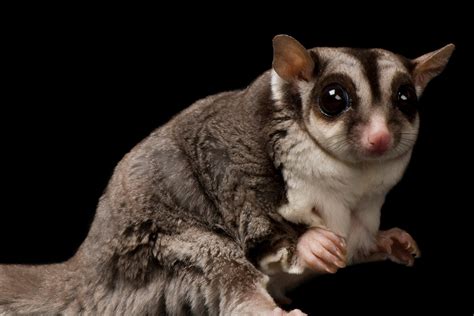 Sugar Glider Betano