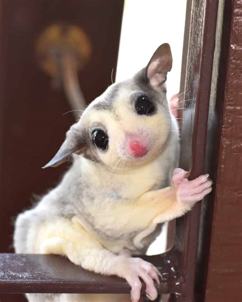 Sugar Glider Bodog