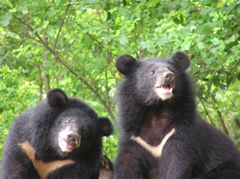 Taiwan Black Bear Blaze