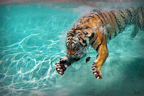 Tiger Claws Pokerstars