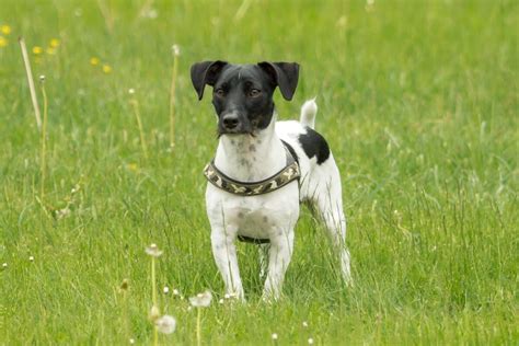 Todos Os Black Jack Russell