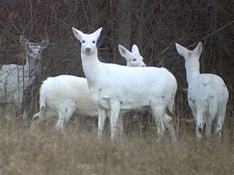 White Deer Brabet