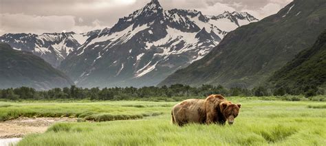Wild Alaska Betsul