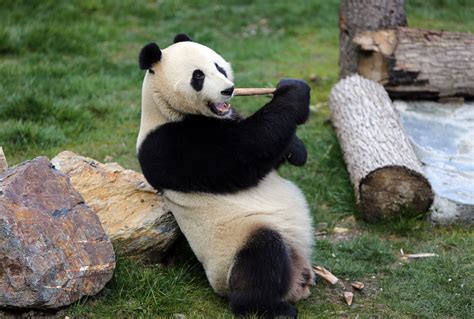 Wild Giant Panda Netbet