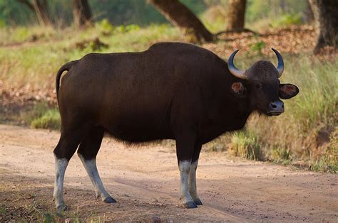 Wild Ox Betsul