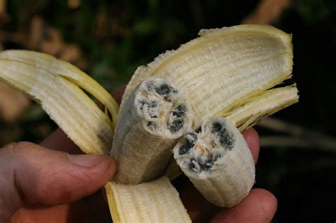 Wild Wild Bananas Betsul