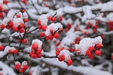 Winter Berries Betsul