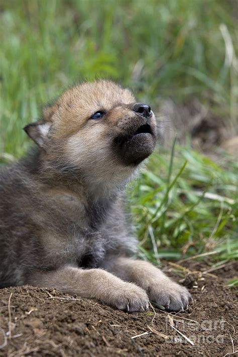 Wolf Cub Novibet