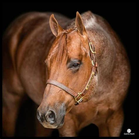 Zippos Casino Aqha